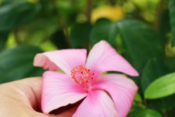 Flor de hibisco em belo na natureza — Fotografia de Stock