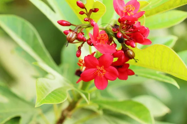 Красный цветок - это красота в саду — стоковое фото