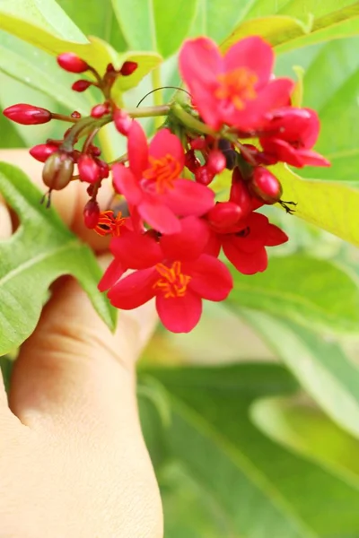 Rode bloem is schoonheid in de tuin — Stockfoto