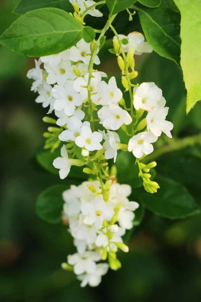 Flor blanca es belleza en el jardín — Foto de Stock