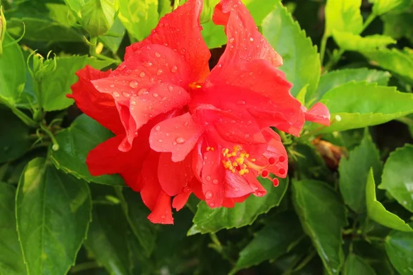 Flor de hibisco em belo na natureza — Fotografia de Stock