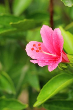 Hibiscus çiçek güzel doğa