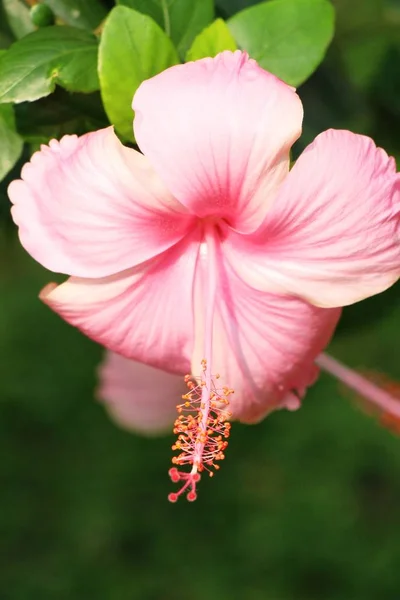 La flor del hibisco a hermoso en la naturaleza —  Fotos de Stock