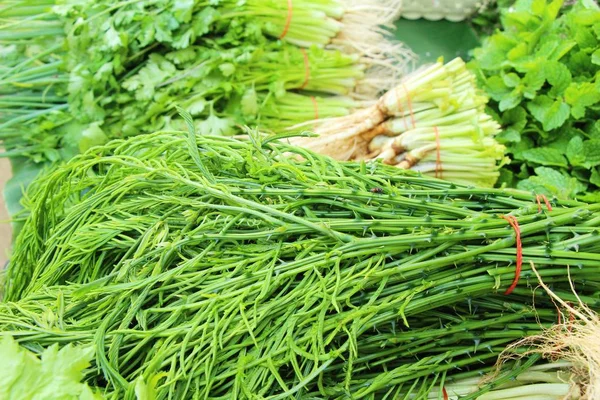 Akasya pennata belgili tanımlık çarşı içinde yemek pişirmek için — Stok fotoğraf