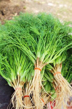 Belgili tanımlık çarşı içinde yemek pişirmek için taze kişniş