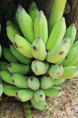 olgun muz piyasada lezzetlidir