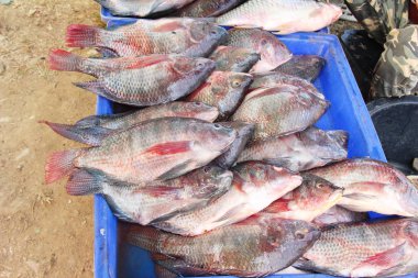 Marke içinde yemek pişirmek için taze balık