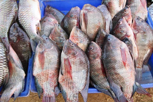 Färsk fisk för matlagning i marke — Stockfoto