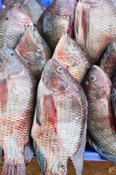 Verse vis voor het koken in de marke — Stockfoto