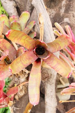 Bromeliad Çiçek bahçesinde bulunan doğa