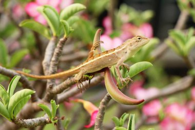 Bukalemun bir ağaç doğa ile üzerinde