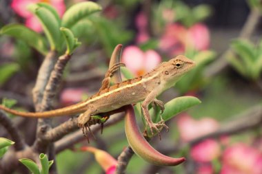 Bukalemun bir ağaç doğa ile üzerinde