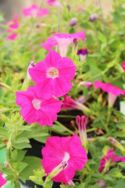 Pembe Çiçek bahçesinde güzelliktir