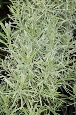 Garden doğa ile tencerede biberiye