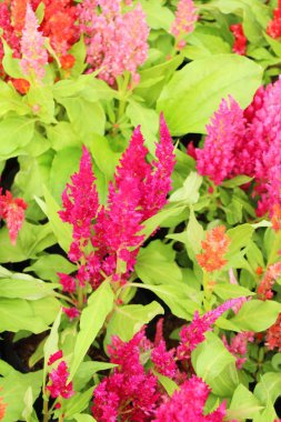 Güzel celosia argentea çiçek doğa ile