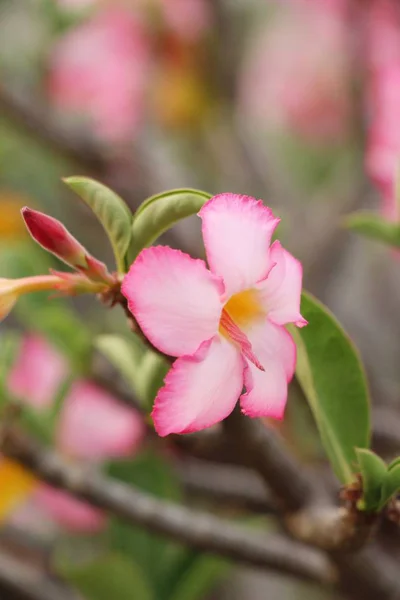 Azalea flowers is beautiful at the garden — Stock Photo, Image