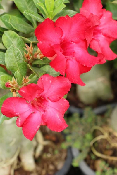 Azalea flowers is beautiful at the garden — Stock Photo, Image