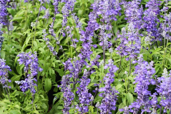 Fioletowe salvia kwiaty o pięknym ogrodzie — Zdjęcie stockowe