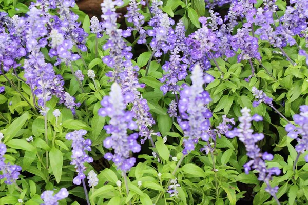 Purple salvia flowers at beautiful in garden — Stock Photo, Image