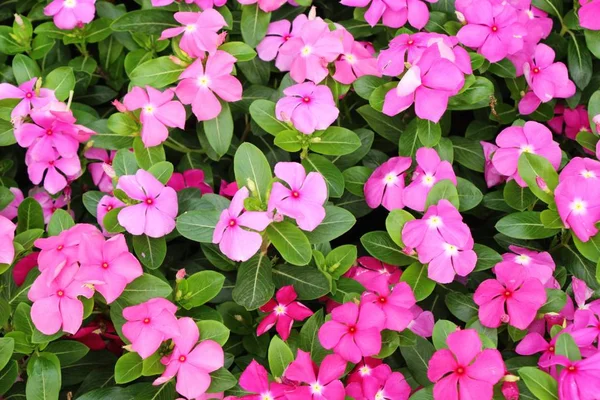 Růžový květ je krása na zahradě — Stock fotografie
