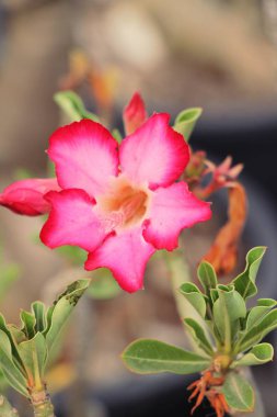 Açelya çiçek çok güzel Bahçe