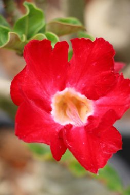 Açelya çiçek çok güzel Bahçe