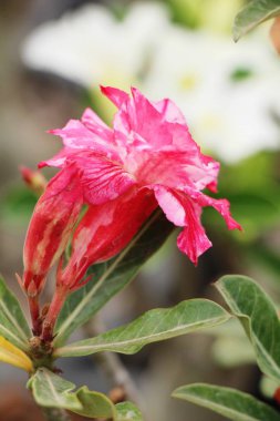 Açelya çiçek çok güzel Bahçe