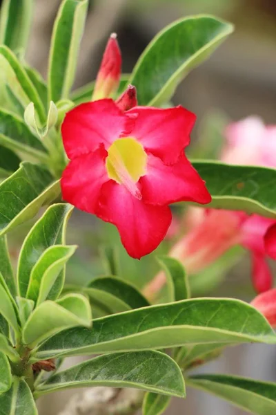 Azalea bloemen is mooi in de tuin — Stockfoto