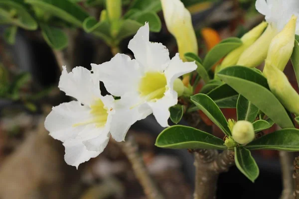 Azalea blommor är vackra i trädgården — Stockfoto