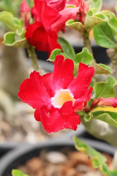 Azalea flowers is beautiful at the garden — Stock Photo, Image