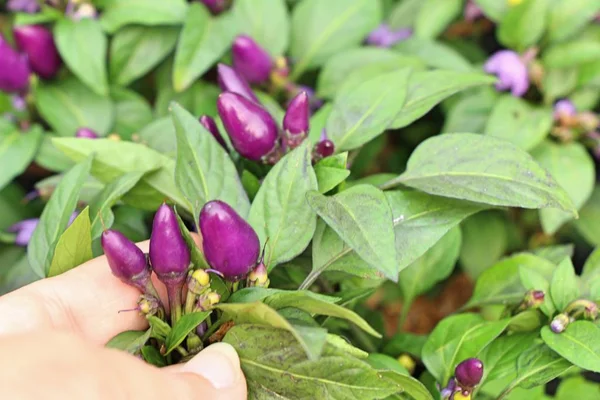 Fresh chilli on tree in the garden — Stock Photo, Image