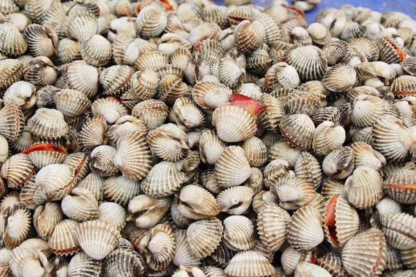 Belgili tanımlık çarşı içinde yemek pişirmek için taze cockle — Stok fotoğraf