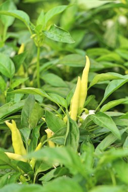 Bahçedeki ağaç üzerinde taze biber