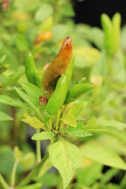 Bahçedeki ağaç üzerinde taze biber