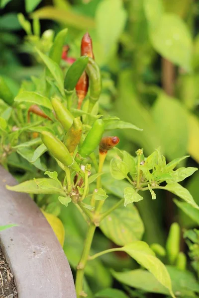 Fresh chilli on tree in the garden — Stock Photo, Image