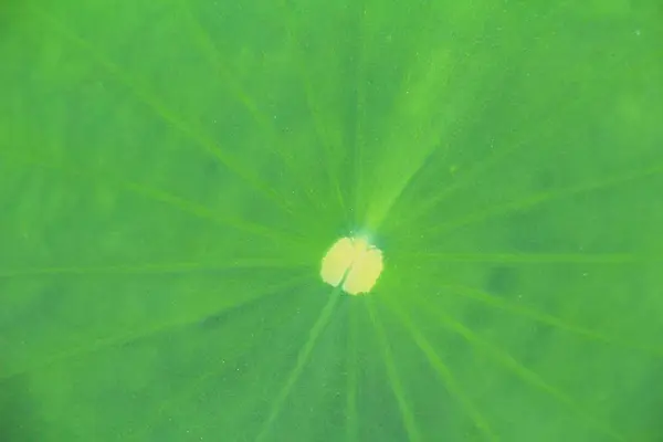 Fondo de hoja verde es belleza en la naturaleza —  Fotos de Stock