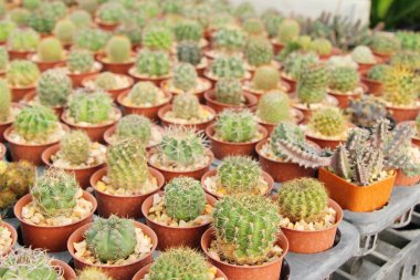 Güzel küçük tencerede kaktüs