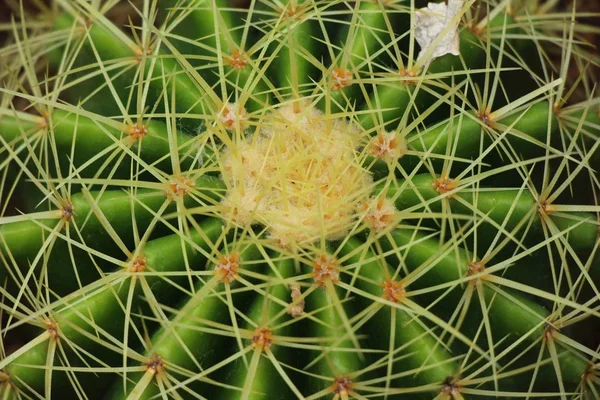 Belle petite le cactus dans le pot — Photo