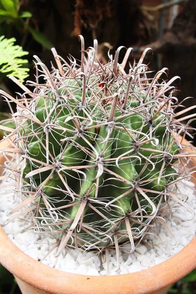 Hermoso pequeño el cactus en la olla —  Fotos de Stock