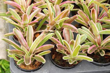 Bromeliad Çiçek bahçesinde bulunan doğa