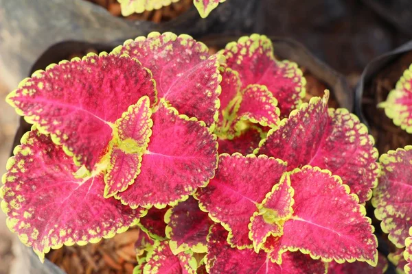 Red leaves in garden with the nature — Stock Photo, Image