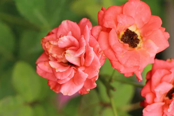 Vackra rosor blommar i trädgården — Stockfoto