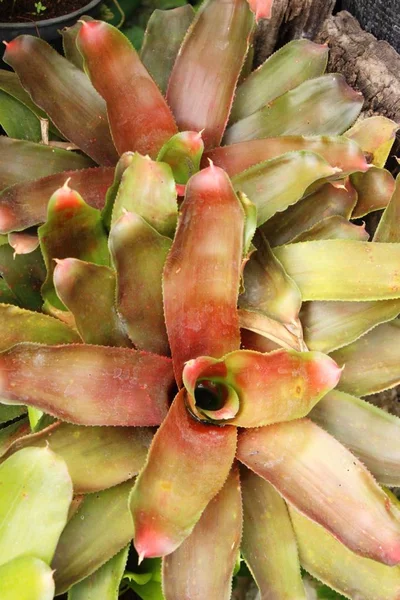 Bromeliad flor en el jardín con la naturaleza — Foto de Stock