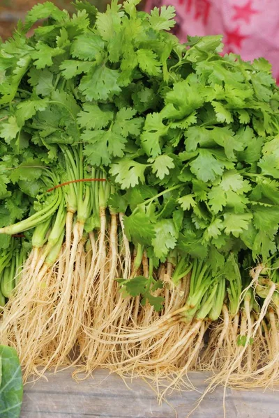 Cilantro fresco para cocinar en el mercado — Foto de Stock