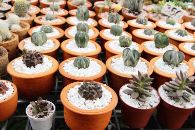 Güzel küçük tencerede kaktüs