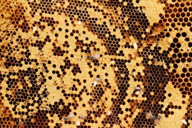 Bal piyasasında altın petek