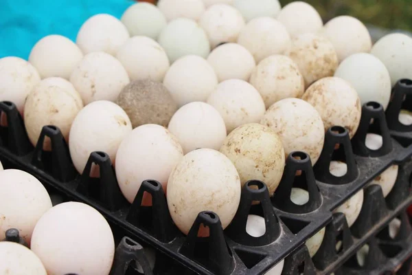 Egg in the panel at the market — Stock Photo, Image
