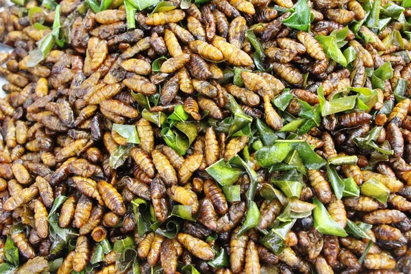 Жареные шелковые черви вкусные в уличной еде — стоковое фото