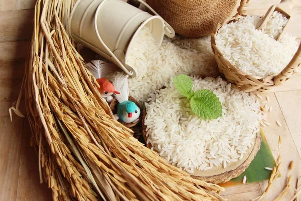 Arroz de jazmín para cocinar y arroz para cosechar — Foto de Stock