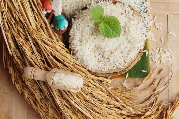 Jasmine rice for cooking and rice for harvest — Stock Photo, Image